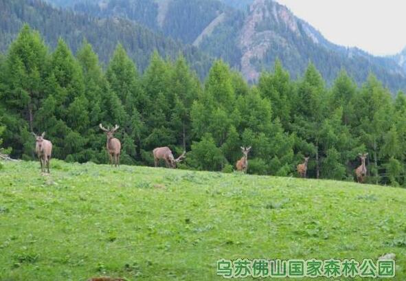 新疆乌苏泥火山/佛山（待甫森）国家森林公园/独山子大峡谷休闲两日旅游